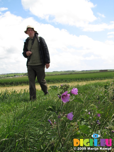 SX06675 Hans walking and Common Mallow (Malva sylvestris)